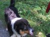 Woodstock und Rumo 086.jpg