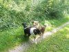 Woodstock und Rumo 015.jpg