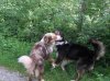 Woodstock und Rumo 011.jpg