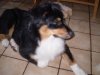 Jack 19 wochen 010.jpg