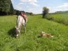 Hütehund.jpg