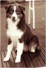 IMG_7757 aussie.jpg