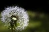 blowball__by_thegloriousmess-d428mh6.jpg