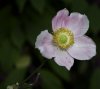 white_flower_by_thegloriousmess-d4cipjw.jpg