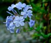 blue_passion_by_thegloriousmess-d4coip0.jpg