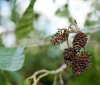 brown_passion_by_thegloriousmess-d4coir1.jpg