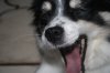 nelly___the_laughing_dog_by_thegloriousmess-d360k8z.jpg