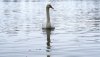 swan_in_the_rhine_by_thegloriousmess-d36388k.jpg