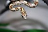 corn_snake_4_by_thegloriousmess-d363cen.jpg