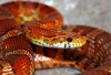 shira_3_by_thegloriousmess-d4st2xt.jpg