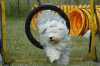 Agility_3_091.sized.jpg