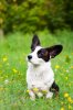 animalpics1.jpg