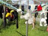 0DSC01310.jpg