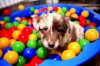 avatara_aussies218.jpg