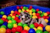 avatara_aussies224.jpg