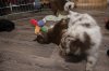 avatara_aussies_471.jpg