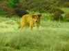 curlymaasduinen3.JPG