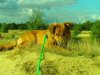 curlymaasduinen4.jpg
