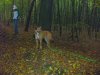 wald_okt_12(2).jpg