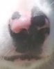 Nase.jpg