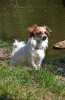 hunde 027.jpg