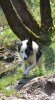 hunde 079.jpg