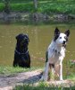 hunde 041.jpg