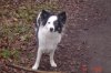 Pflegehund 012.jpg