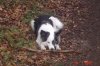 Pflegehund 017.jpg