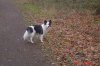 Pflegehund 018.jpg