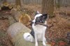 Pflegehund 025.jpg