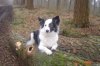 Pflegehund 029.jpg
