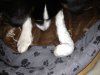 Verletzung Pfote 09 12 12.jpg