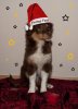Frohe_Weihnachten_1.jpg