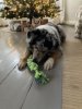 IMG_9384.jpeg