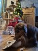 Weihnachten Lino 2025 (5).jpg