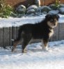 Joesy im Schnee.jpg