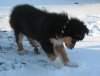 Joesy im Schnee3.jpg
