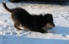Joesy im Schnee4.jpg