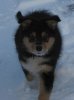 Joesy im Schnee6.jpg