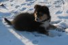 Joesy im Schnee5.jpg
