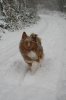 Schneespaziergang 02.12.12 118.jpg