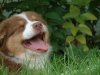 2010_0807Leni_11_Wochen0051.jpg