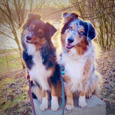 Hund Aufs Katzenklo Australian Shepherd Aussiede