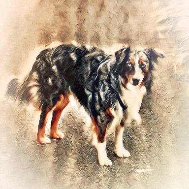 Australian Shepherd Rude 6 Monate Plz 356 Sucht Neues Zu Hause