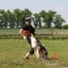 wolfsblut