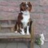 murphy