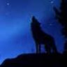 Wolfgirl