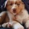 Maggy