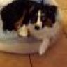 Loulou